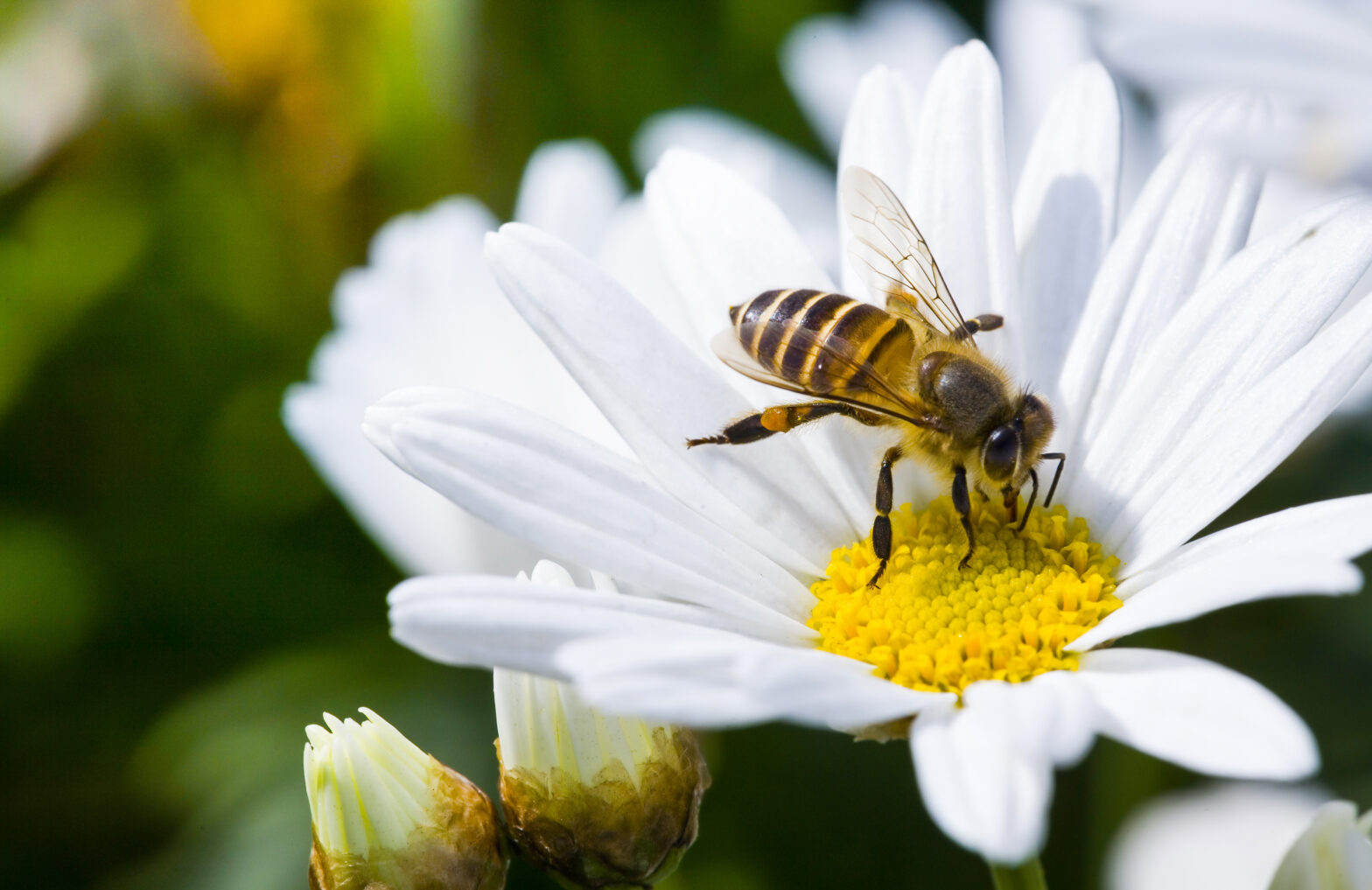 PCAE – Développer et valoriser la biodiversité sur mon exploitation