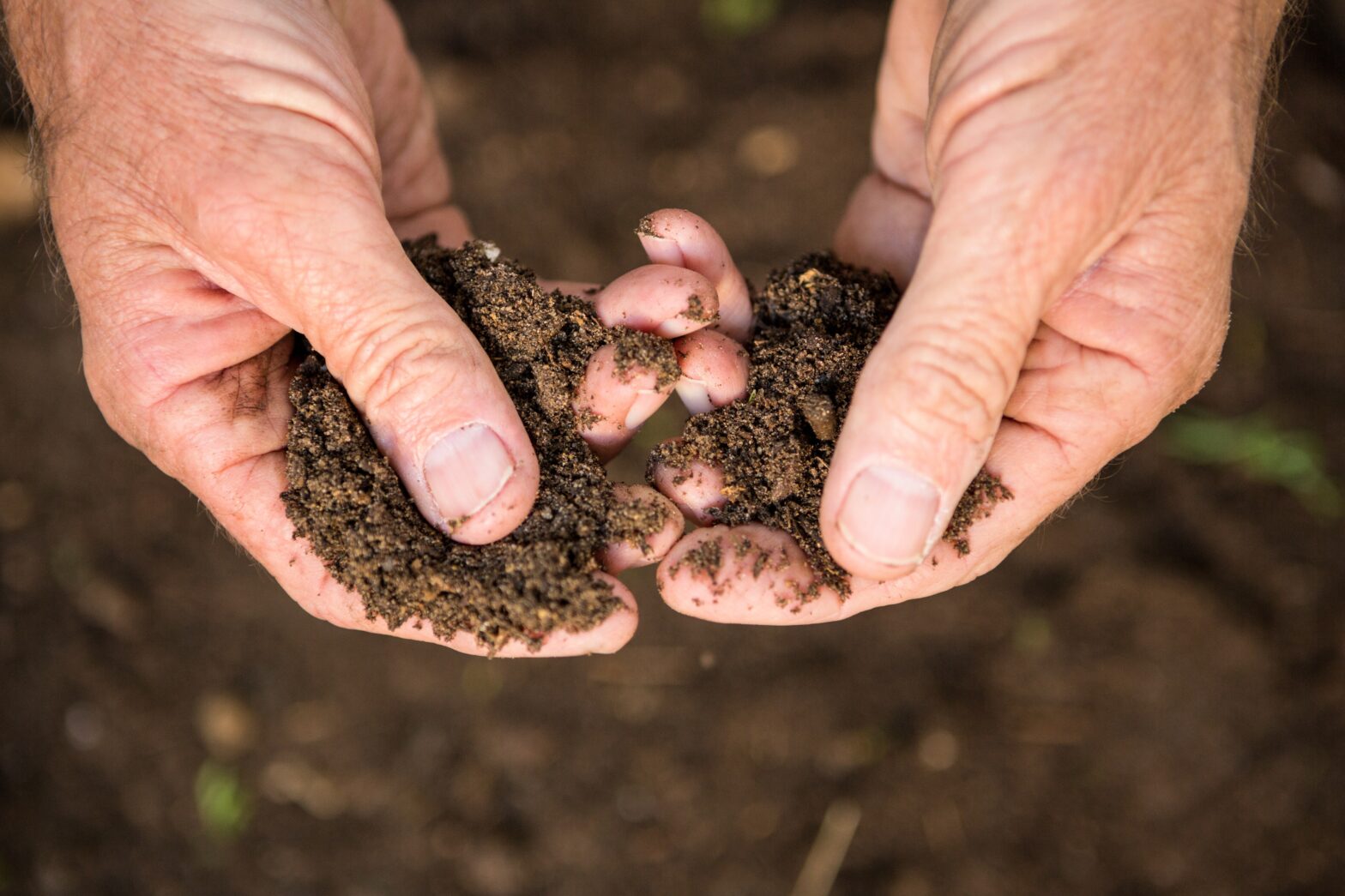 Lien entre la santé du sol et santé de la plante – N2