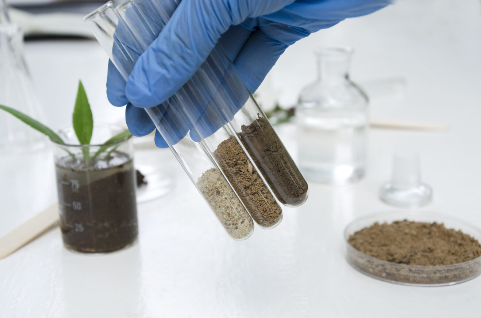 Interprétation d’analyses sol/plantes pour la régénération des sols et la santé des plantes