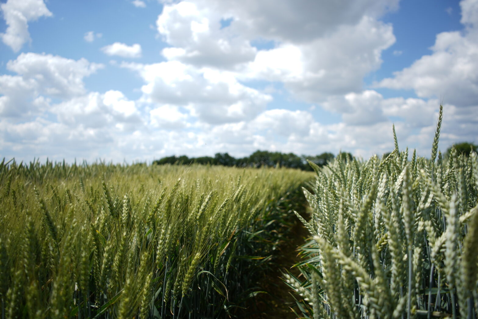 Champ de blé en Vendée.