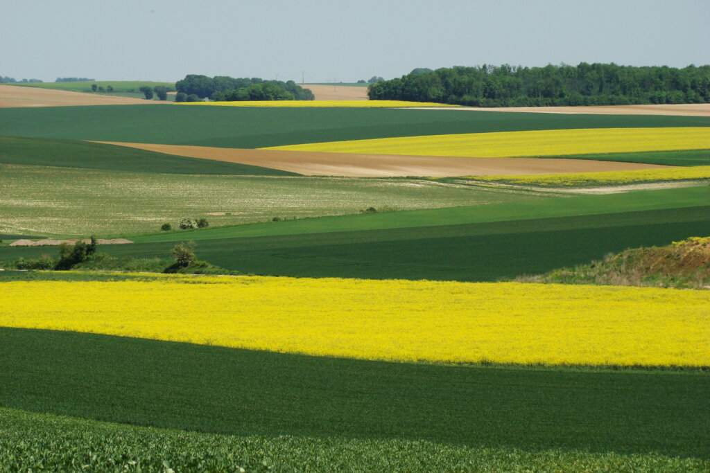 Culture de colza et de blé.
