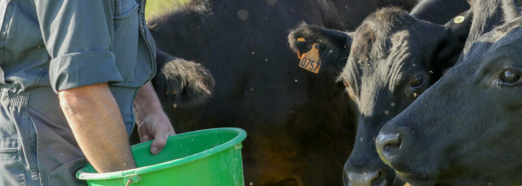 Éleveur bovin de vaches Angus dans une prairie en Vendée