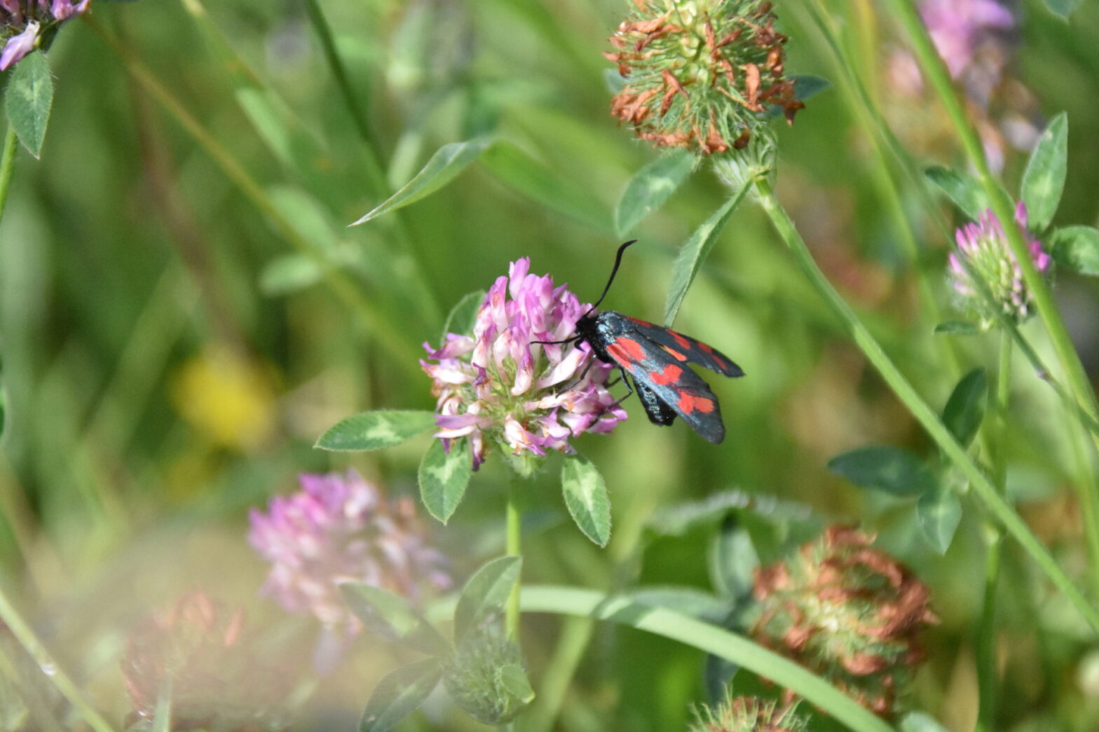 Lepidoptere sur une fleur de phacélie en Vendée