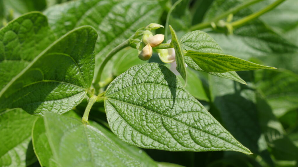 fleur de mogette en vendée