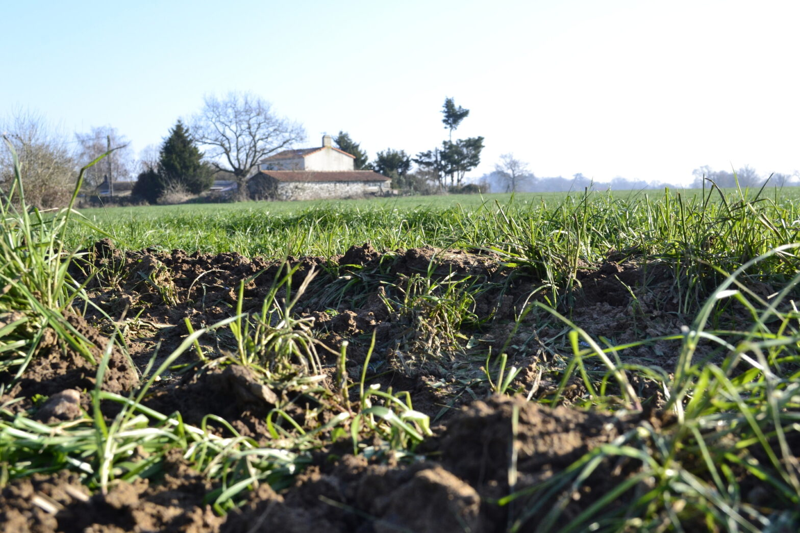 Prairie de raygrass en hiver en Vendée.