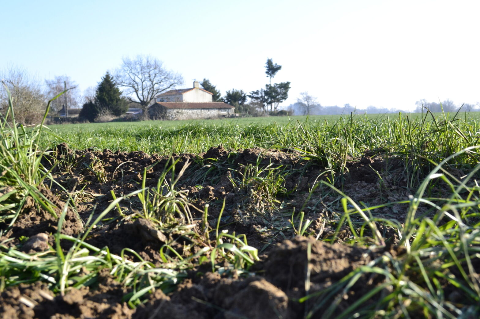 [Guide] : les solutions agronomiques pour économiser l’azote