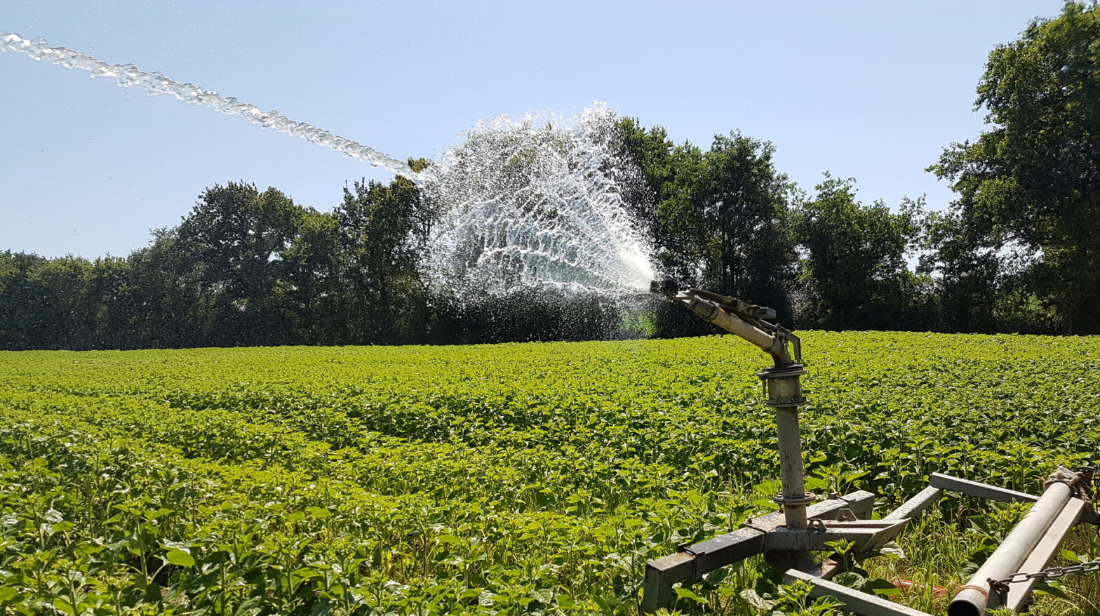 Irrigation agricole avec un canon à eau dans un champ de tournesols.