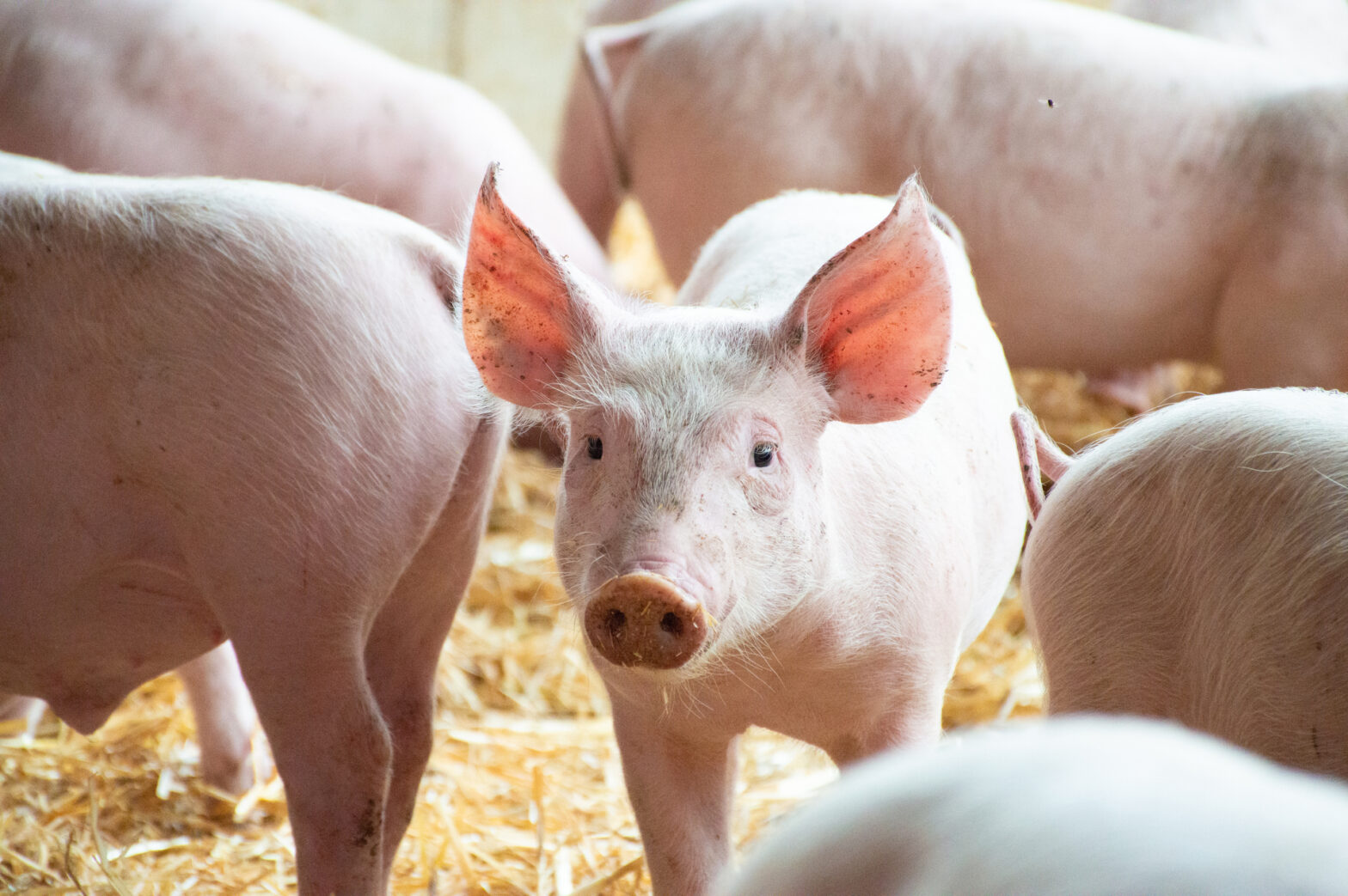 Élevage de porcs bio sur paille en Vendée, filière Bioporc.