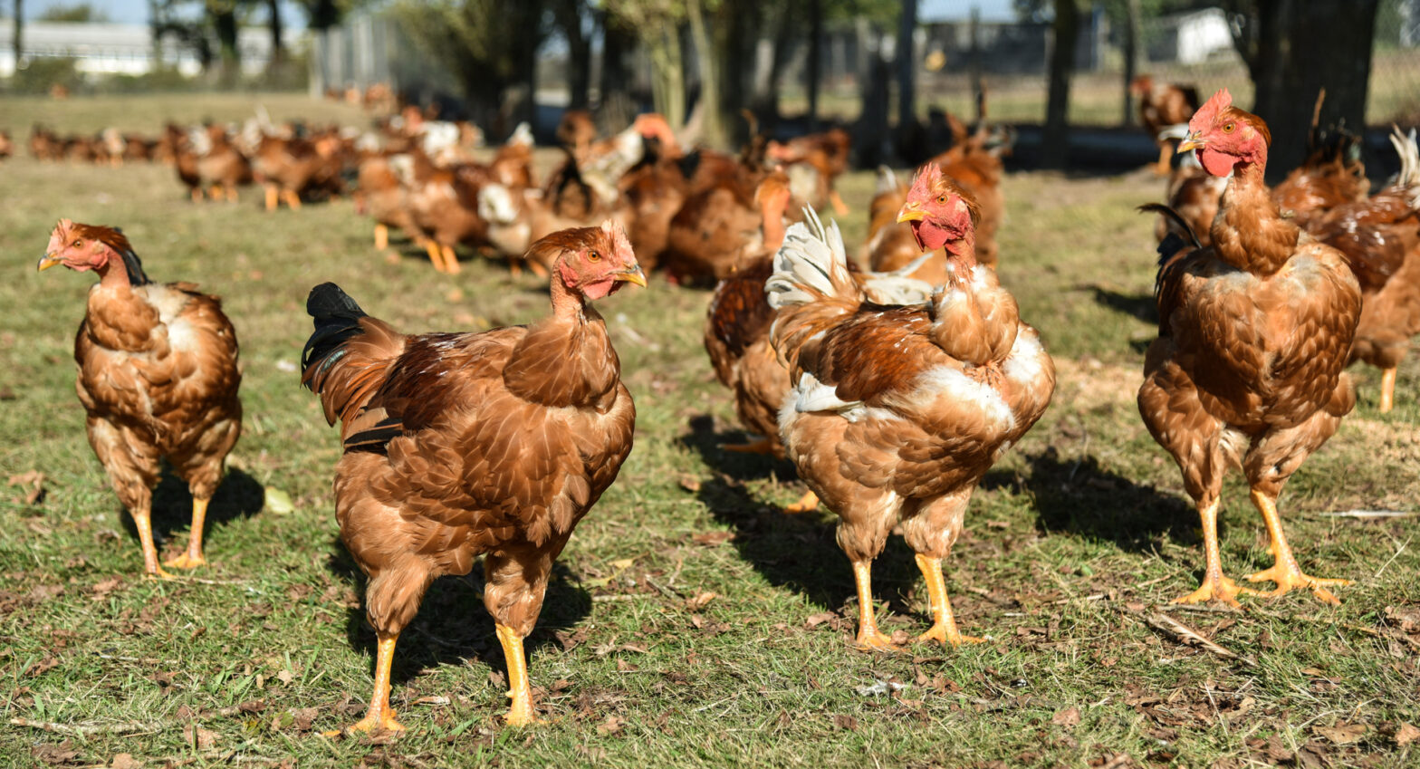 Poulets jaune en plein air.