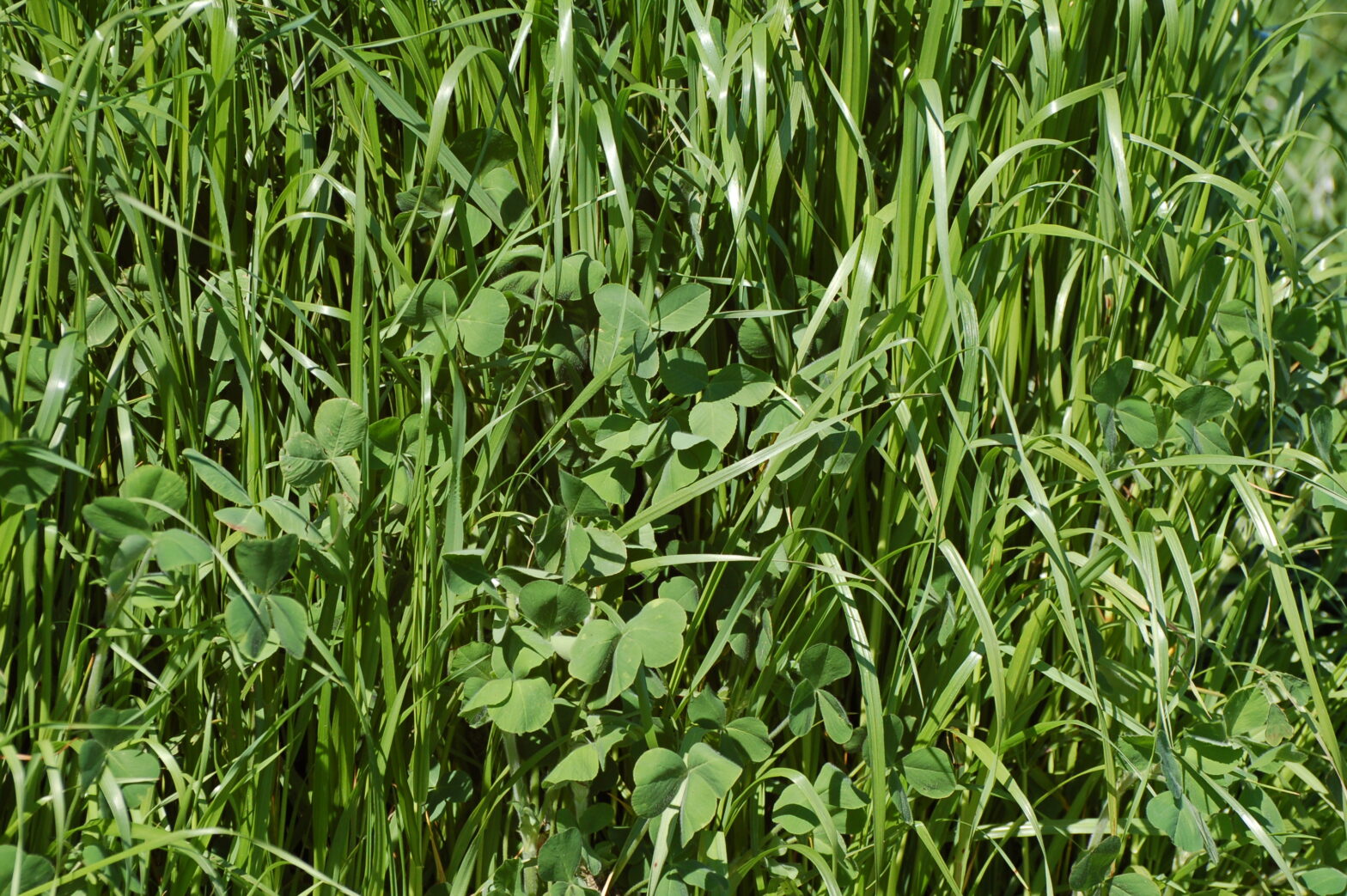 Couvert végétal de légumineuses, trèfle et raygrass en Vendée.