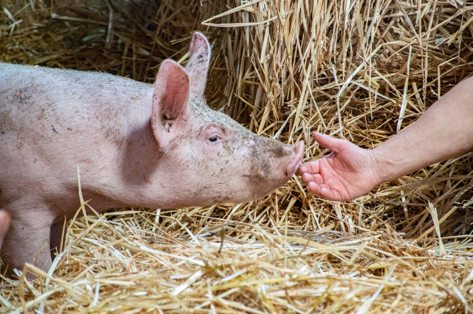 Porc bio sur paille en Vendée.