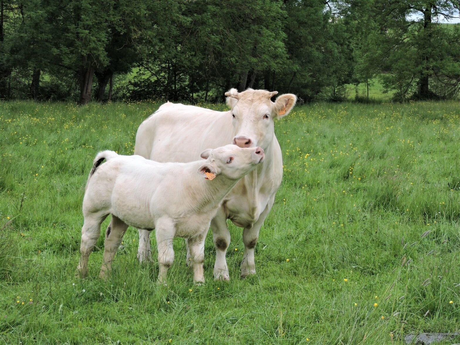 Vache et son veau de race Blonde d'Aquitaine dans une prairie.