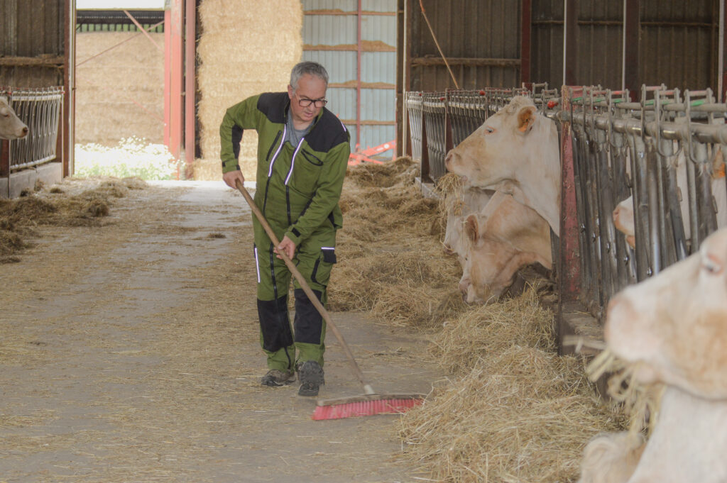 Une fois la semence de ray-grass récoltée, la paille est valorisée dans l’alimentation du bétail.