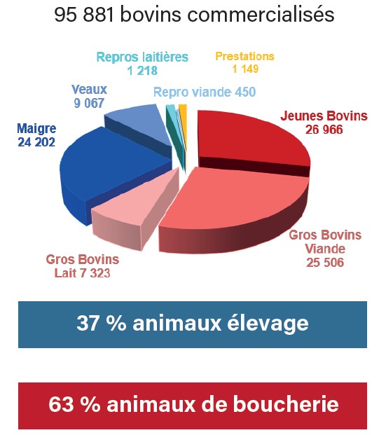 Activite-bovine-vendee-cavac-2023-viande