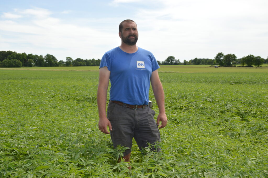 Agriculteur dans un champ de chanvre.