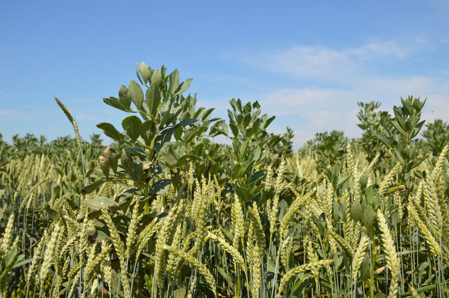 L’agriculture biologique n’a pas dit son dernier mot !