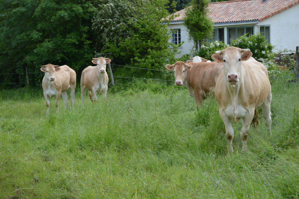 bovin-blondes-Aquitaine-vendee