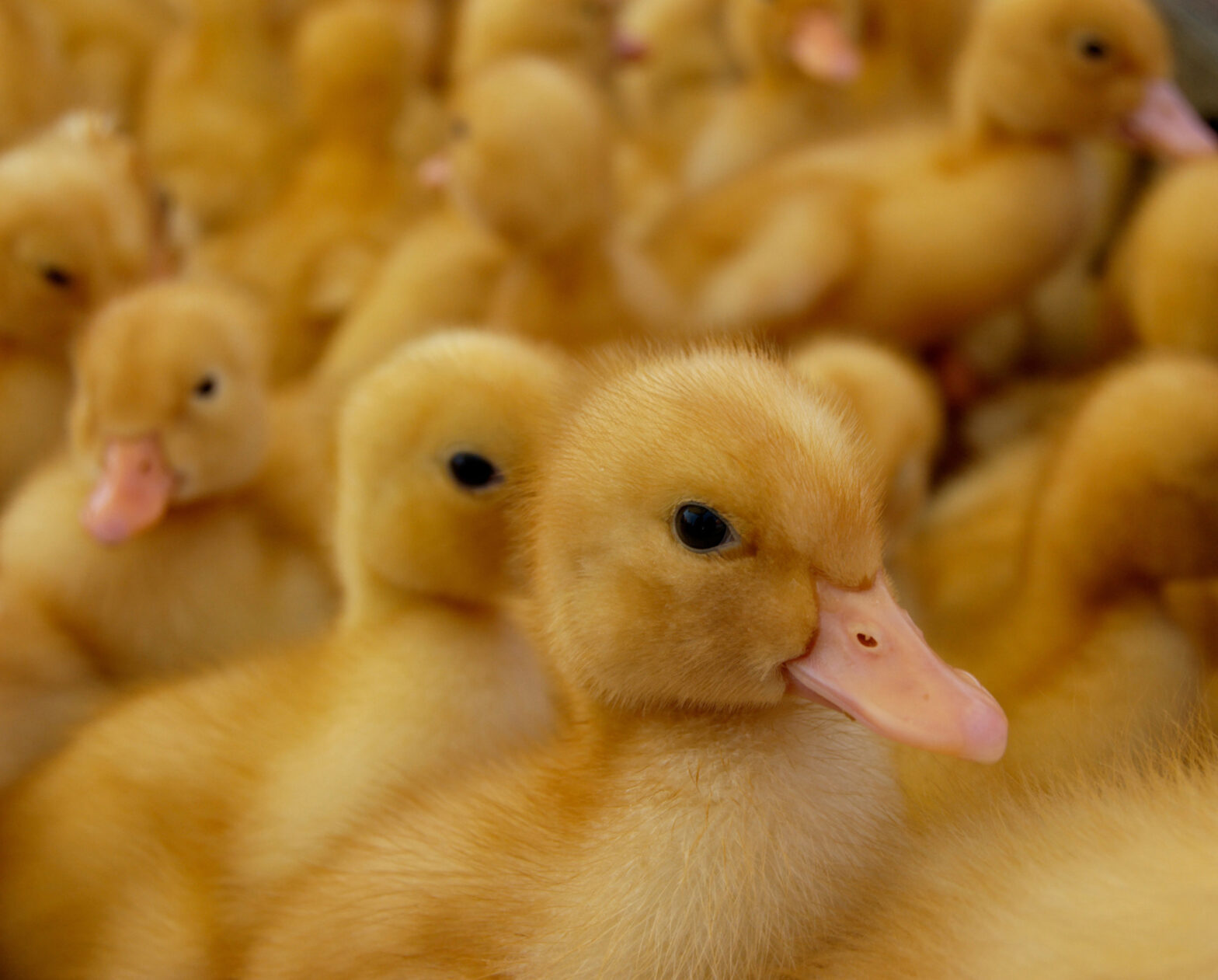 Lancement de la vaccination contre la grippe aviaire