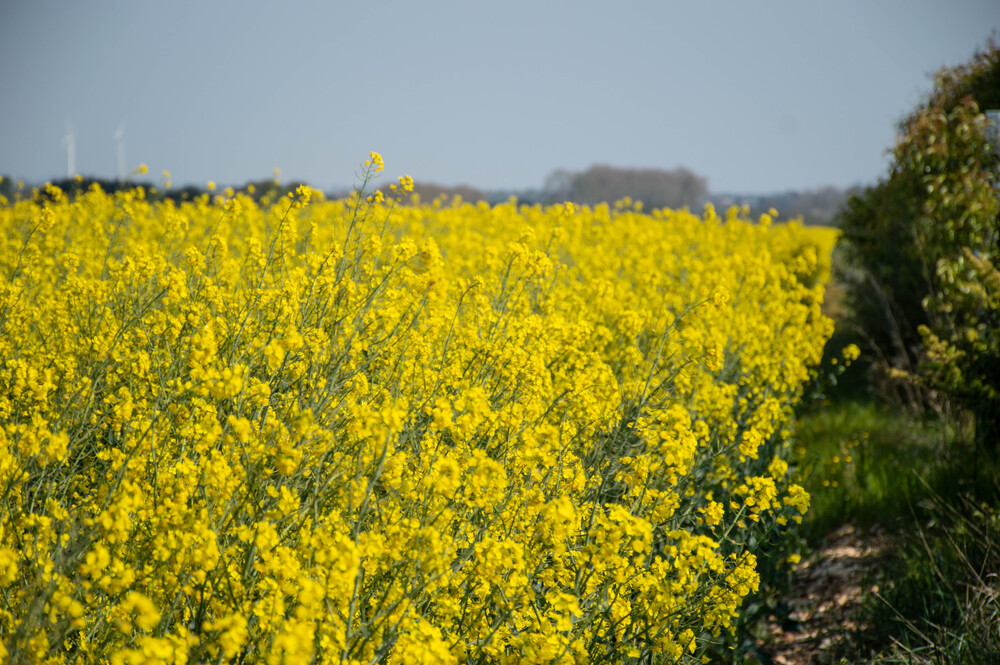 champ-colza-oleagineux-vendee-cavac