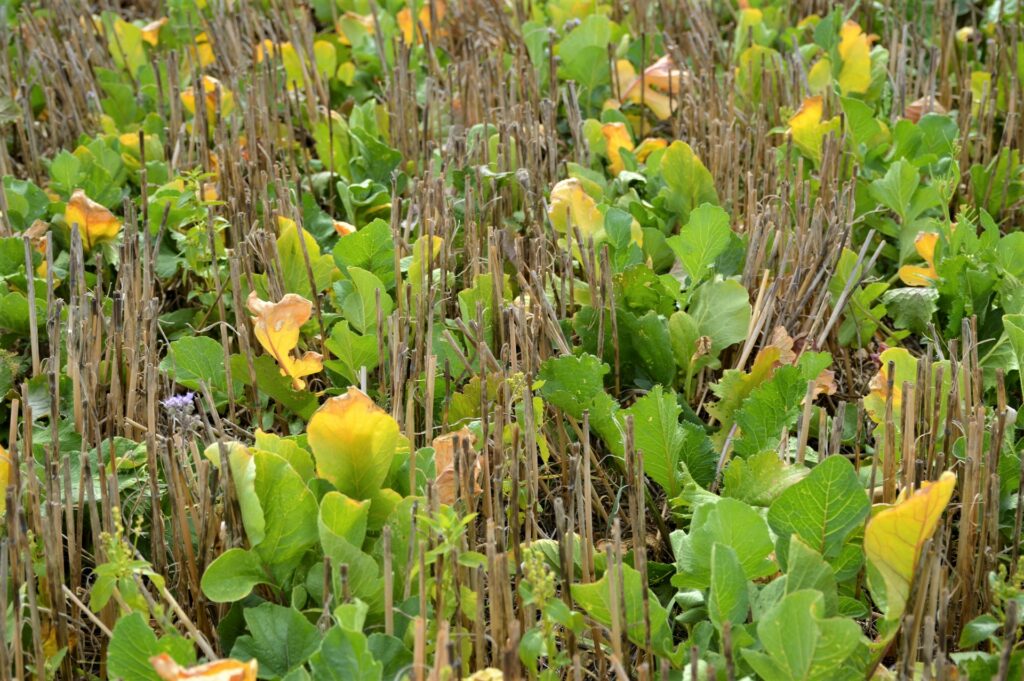 chaume-ble-couvert-essais-cavac-vendee