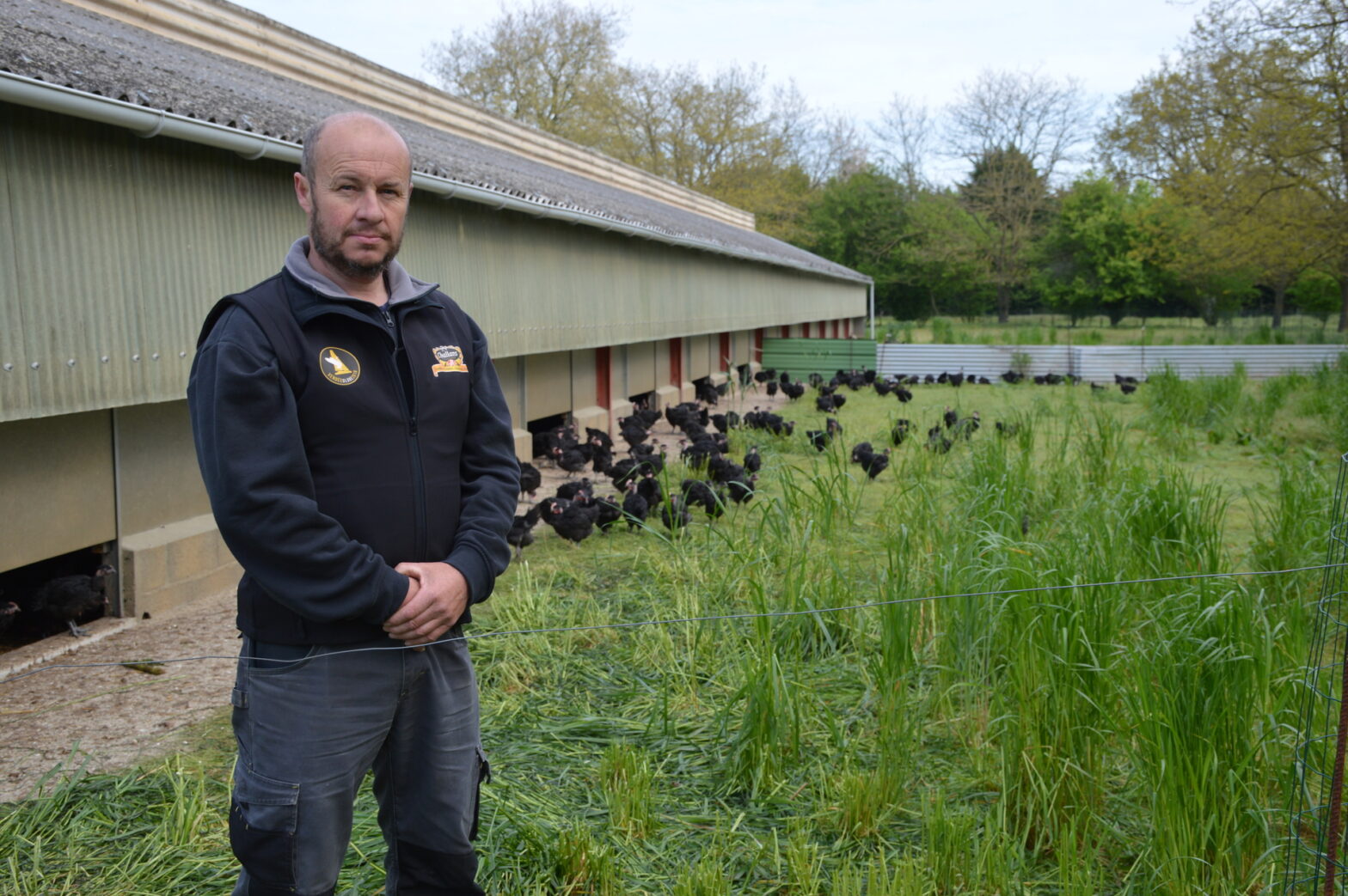 David Briton, éleveur de poulets jaunes et noirs de Challans