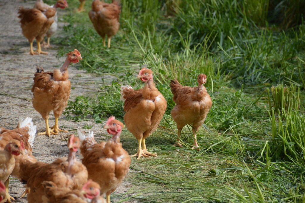 Poulet, jaune, vendee, challans, IGP