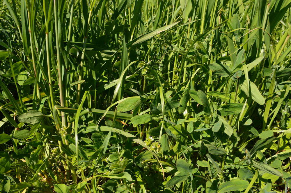 fourrage-melange-triticale-raygrass-trèfle-vesce-vendee-cavac