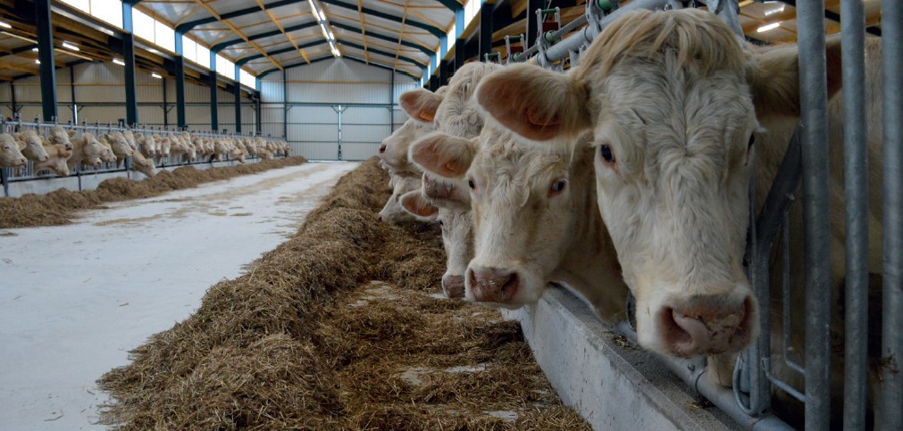 L’ergonomie au service du confort : visite d’un bâtiment innovant de vaches allaitantes