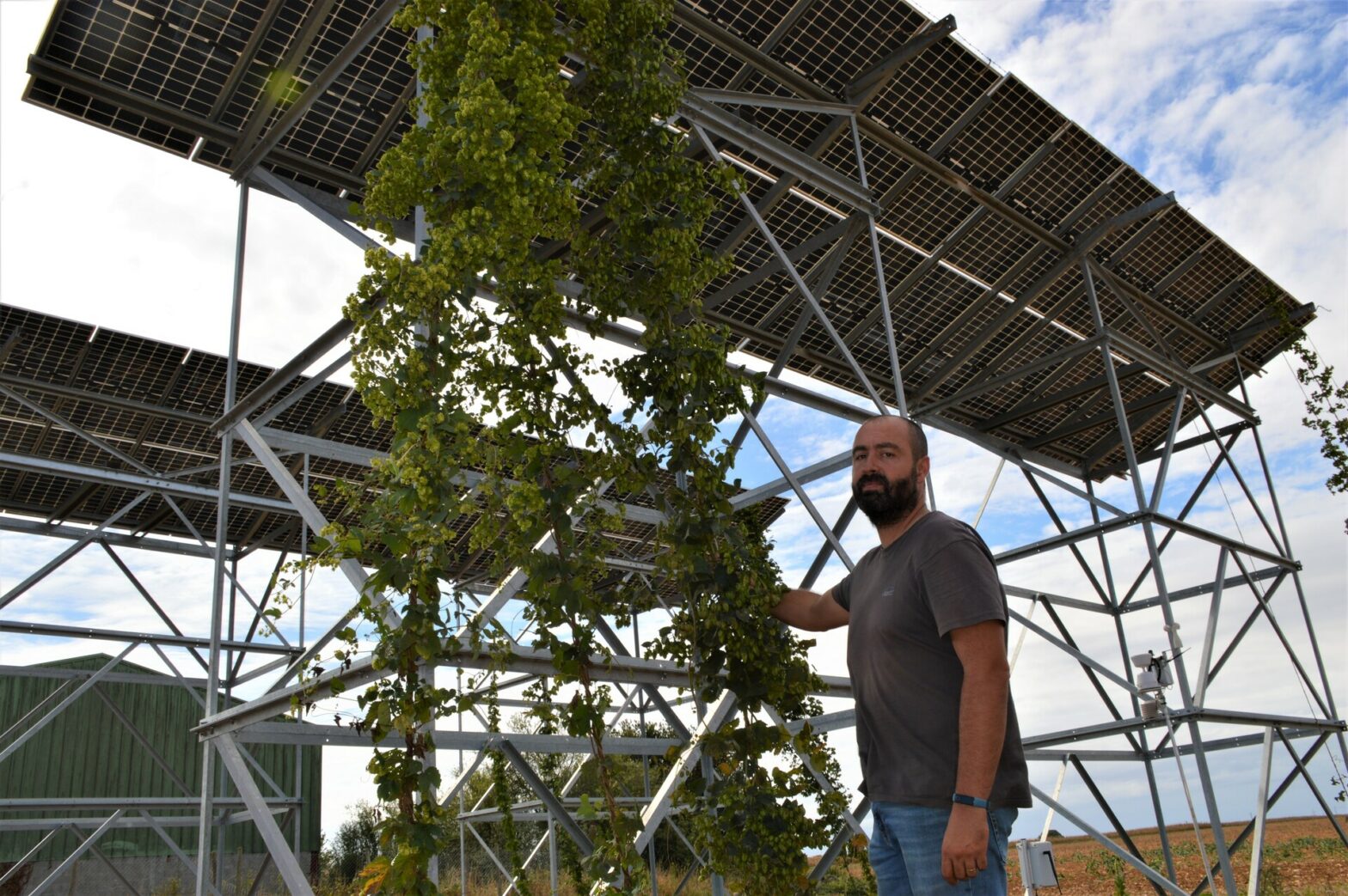 Cultiver du houblon sous des panneaux solaires