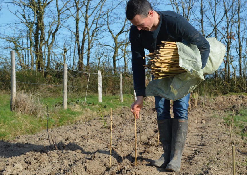 Plantation de haies : ouverture des demandes de subvention