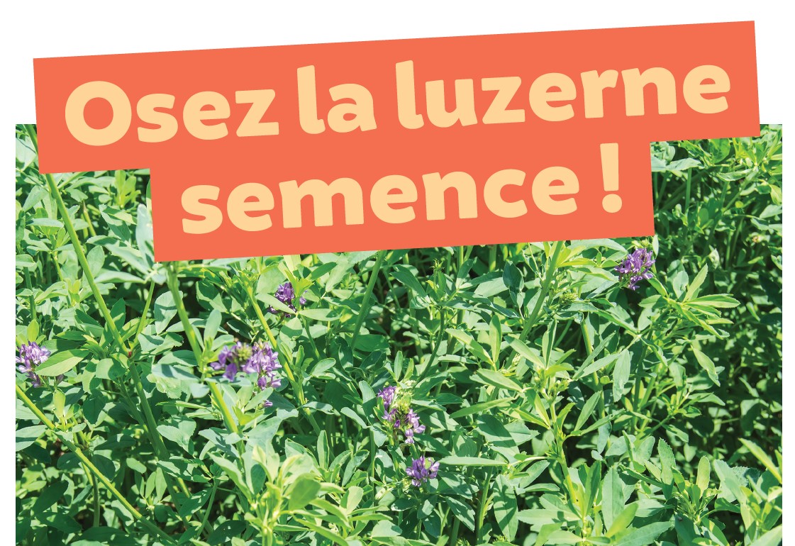 Osez la luzerne semence en cultures de printemps