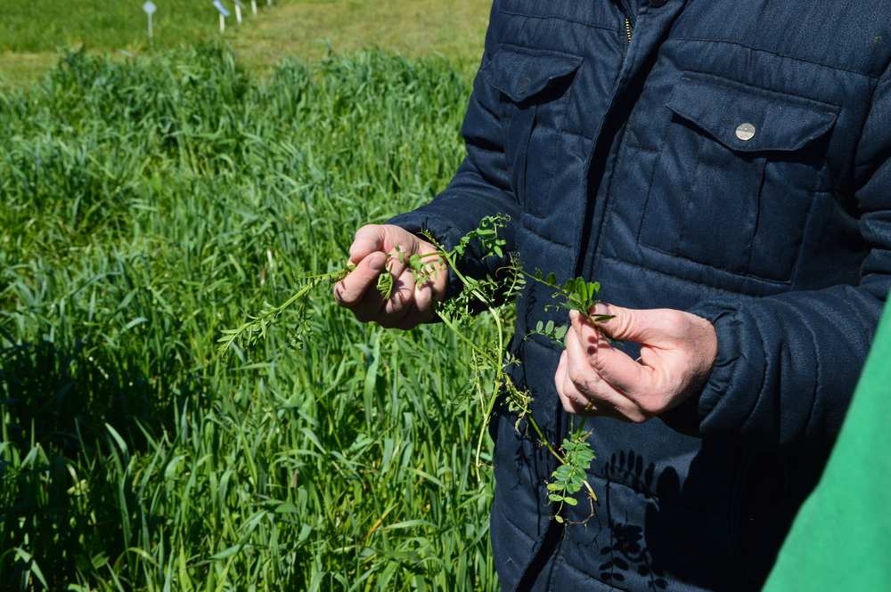 main-vesce-velue-vendee-cavac