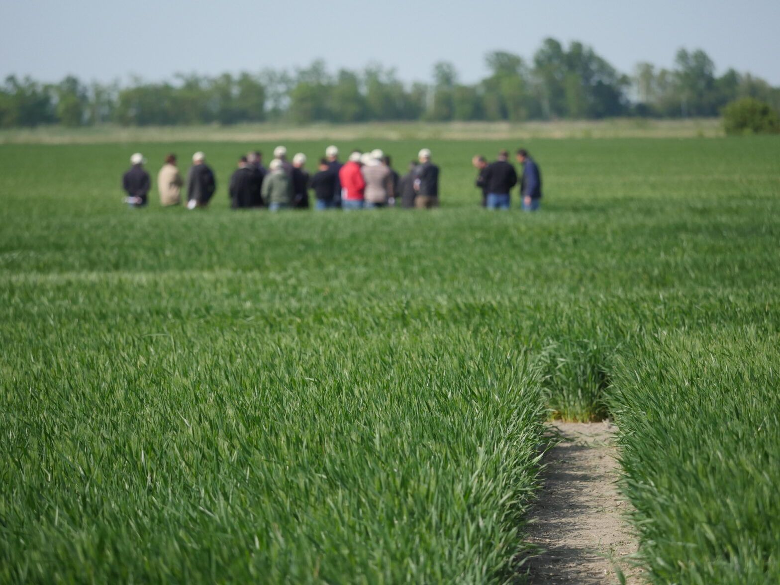 marais, exploitation, agricole, vendee, giee