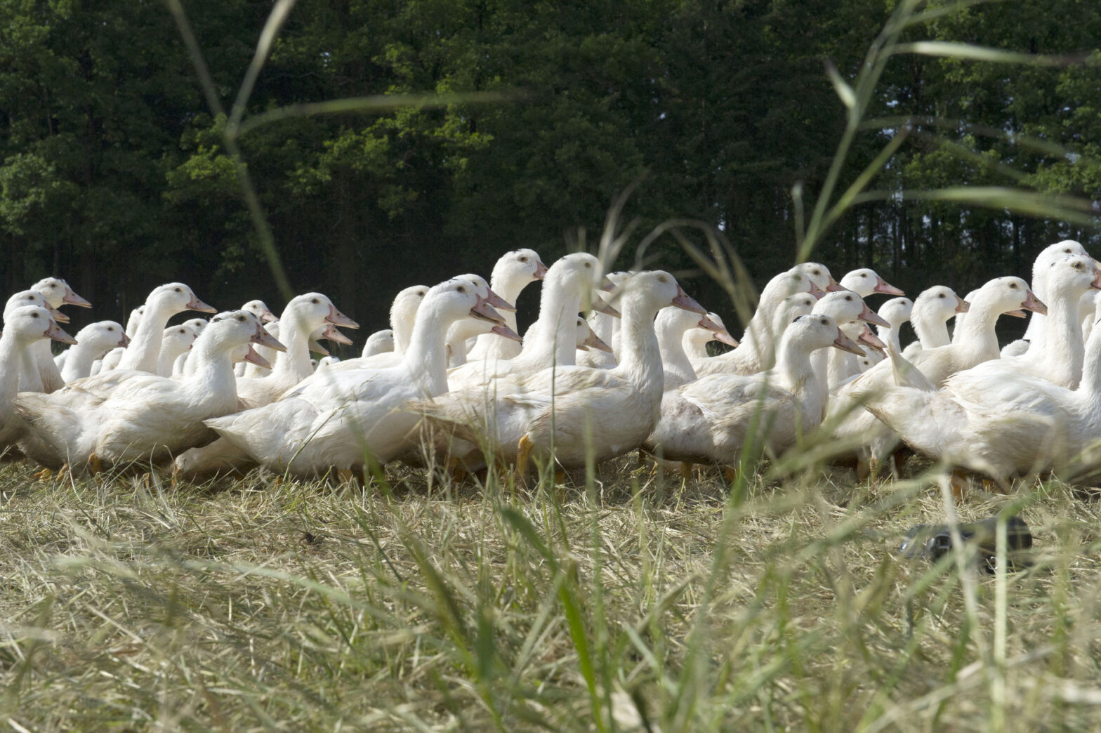 Val-de-Sèvre : le canard gras en Vendée depuis 1987