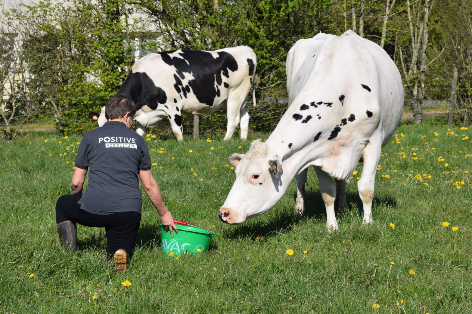 Nutrition-animale-cavac-vendee-actiofresh-stress-thermique-canicule