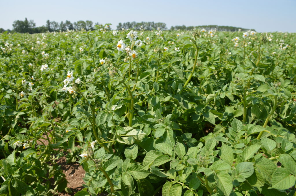 plant-pomme-terre-floraison-vendee-cavac