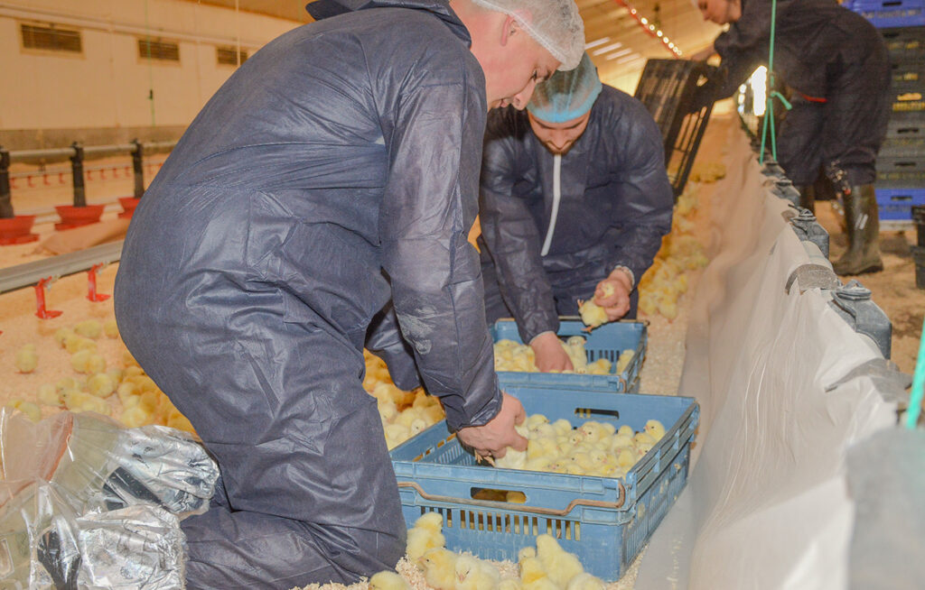Dylan et Valentin contrôlent le nombre de poussins dans les premières cagettes.