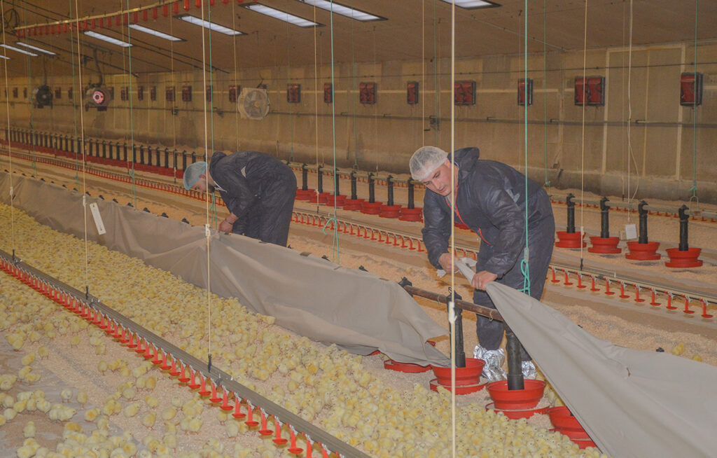 Dylan et Valentin retirent le film papier pour permettre aux poussins de circuler librement dans le bâtiment.