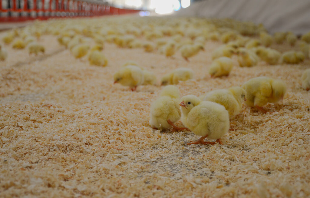 La litière en copeaux de bois absorbe d’une manière optimale les déjections animales et facilite le nettoyage lors du vide sanitaire.