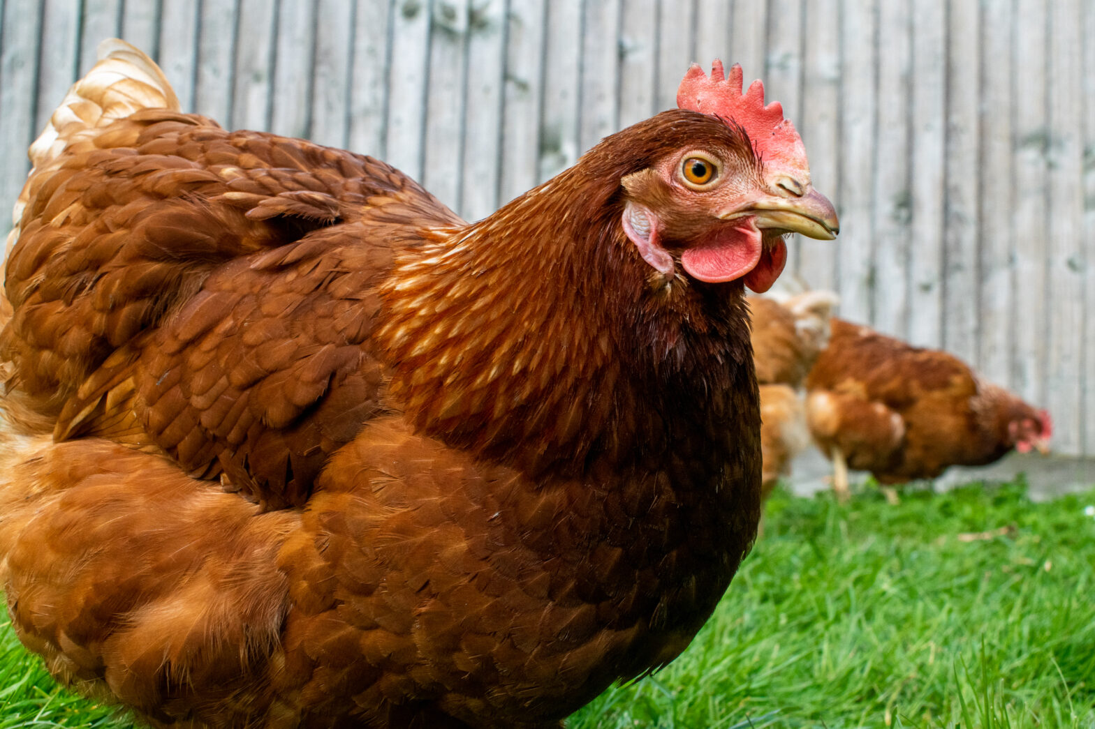 Formation BEA : bien-être animal, une opportunité pour la filière avicole ?