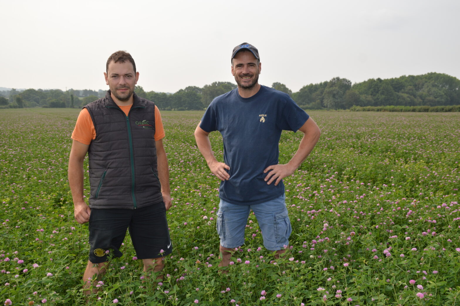 producteurs-semence-trefle-vendee-cavac