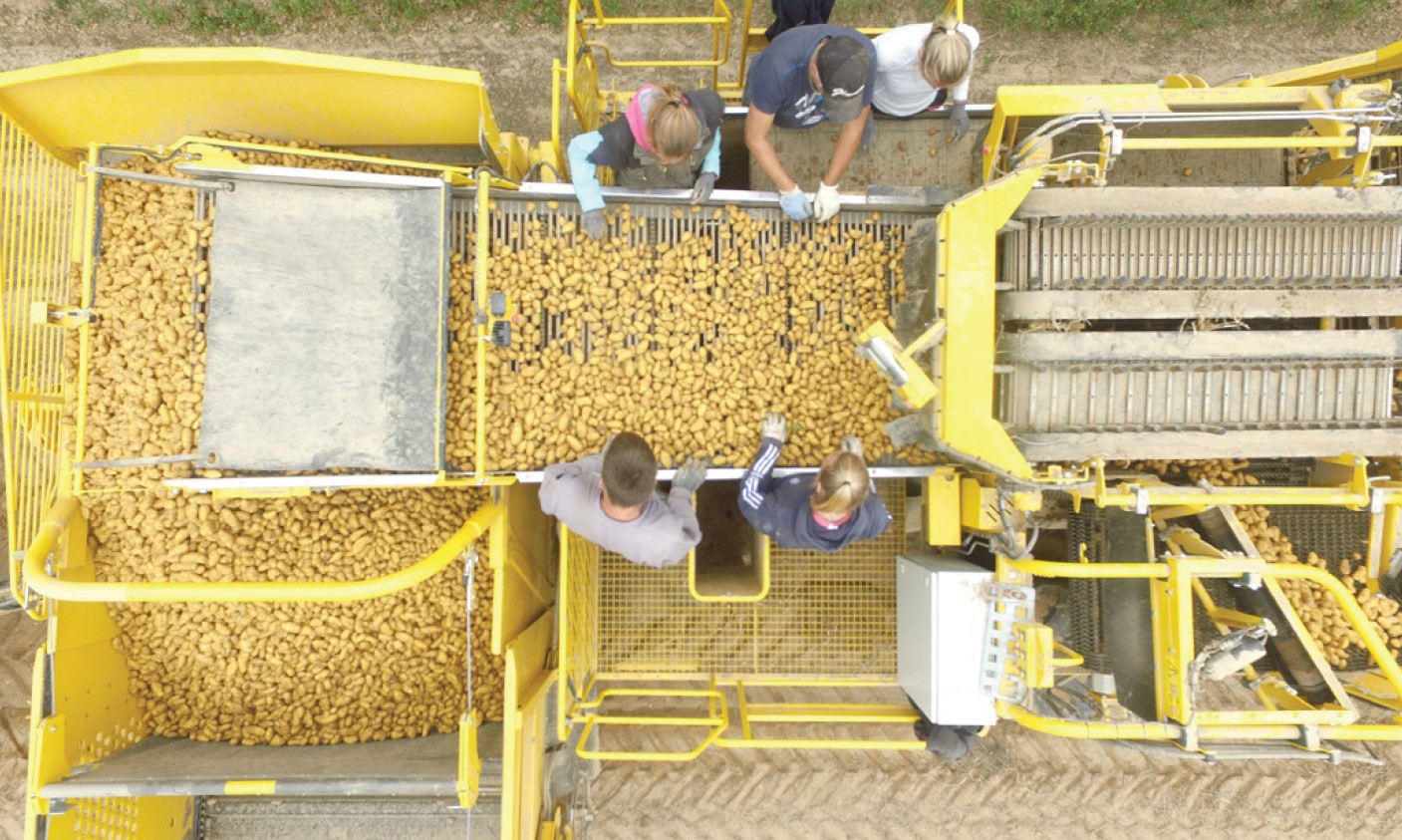 Les plants de pommes de terre de Vendée : en recherche de producteurs