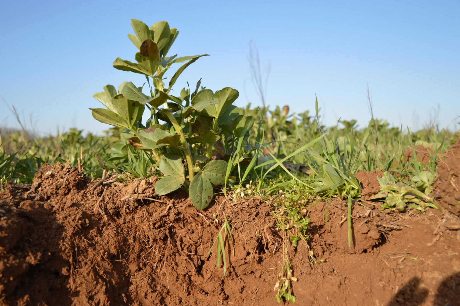 Sol-agriculture-regenerative-vie-vendee-cavac