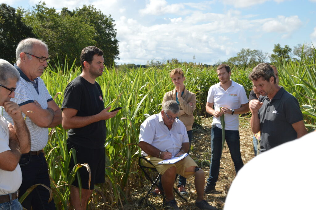 Sorgho-parcelle-essais-cooperative-Cavac-vendee