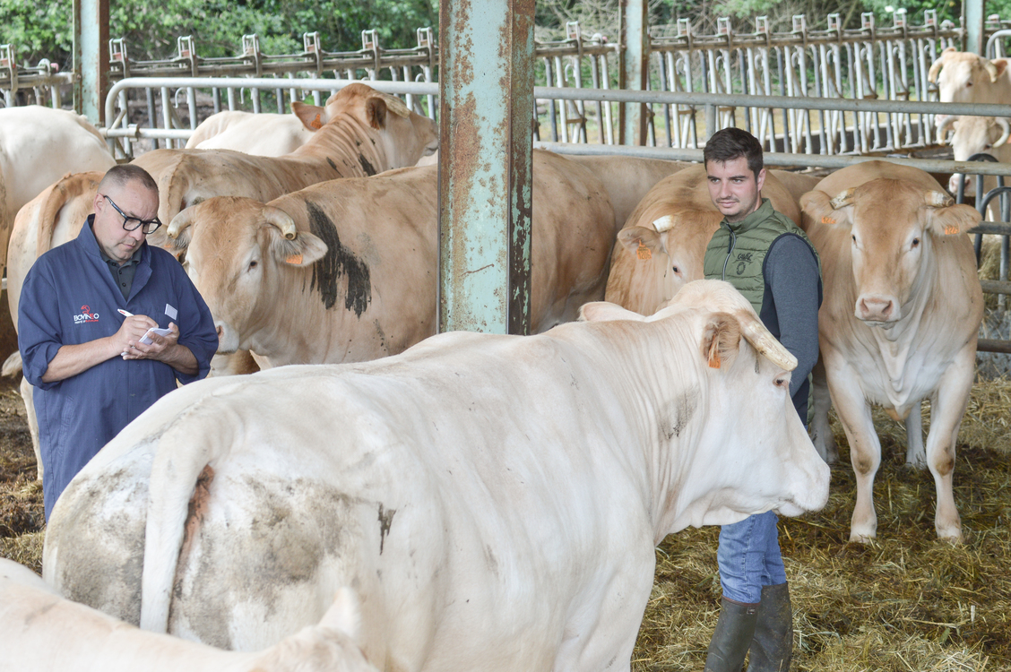 Olivier Nobiron, acheteur-vendeur Bovinéo repère les vaches prêtes pour la boucherie.