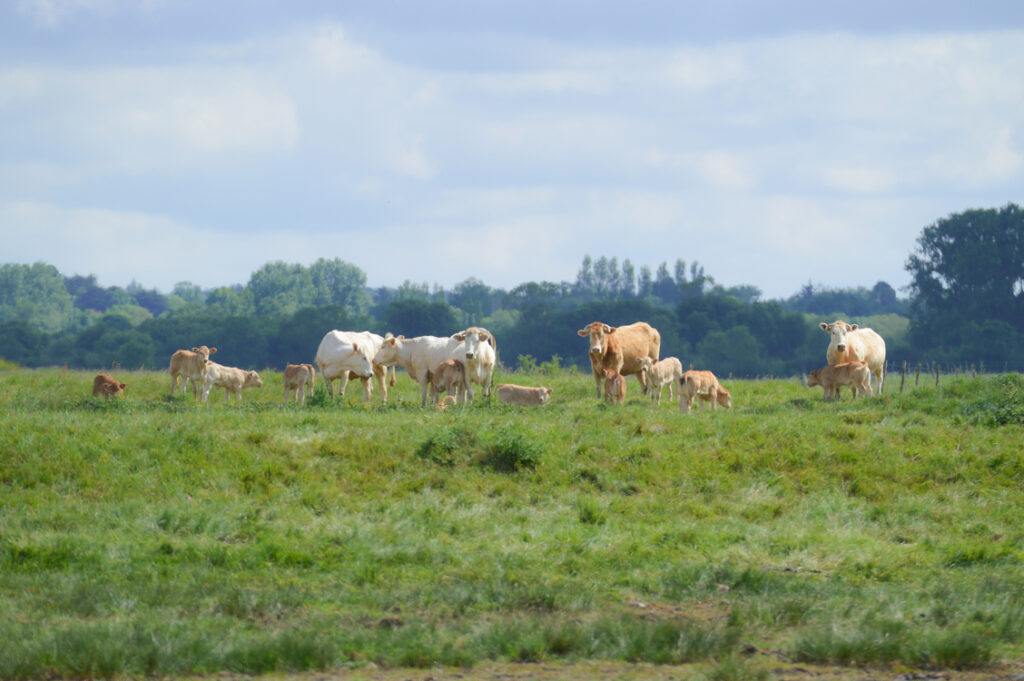 Blondes d'Aquitaine dans le Marais Breton
