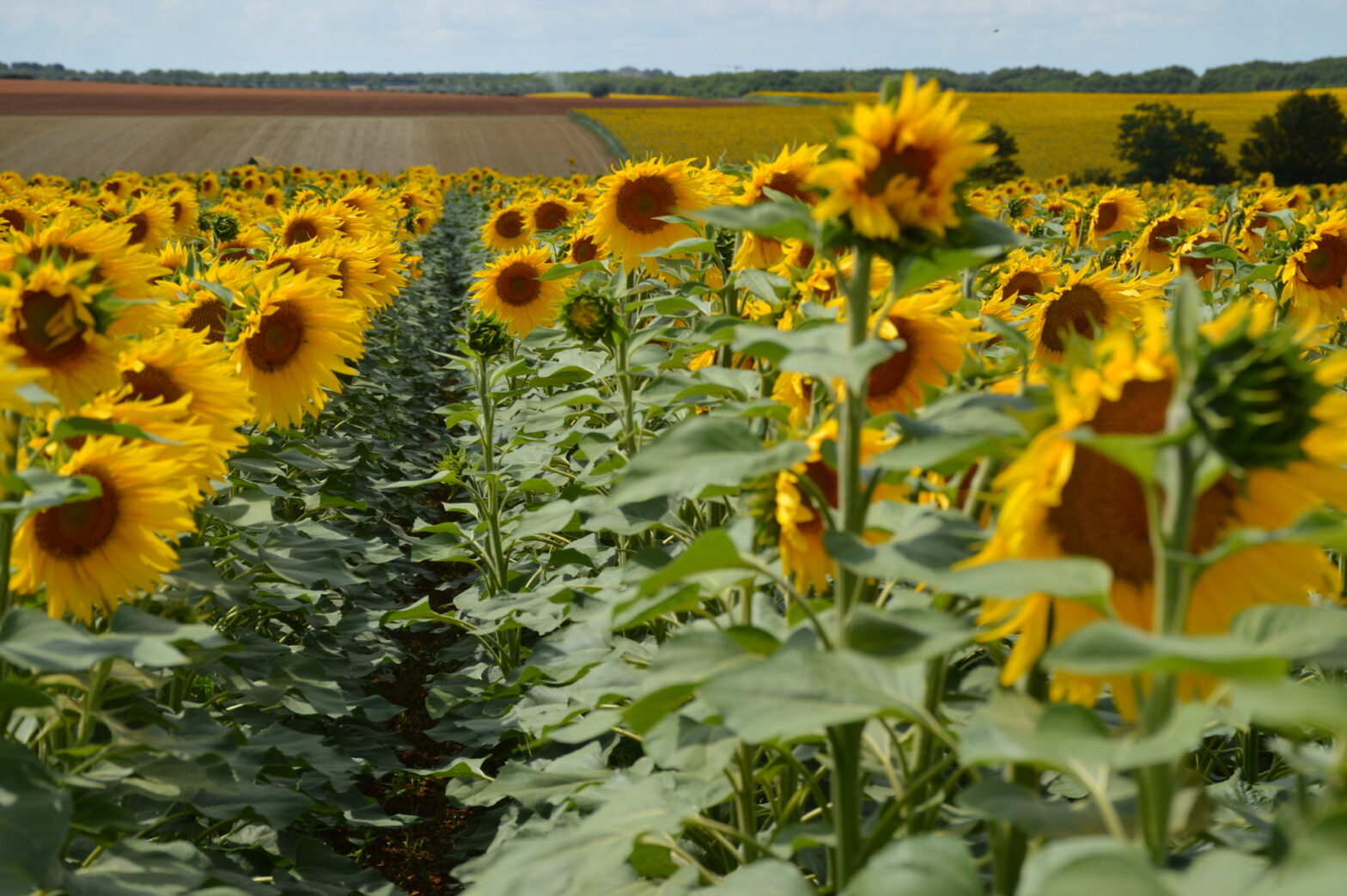 Récolte d’automne : une réussite pour le tournesol, le maïs et les légumes secs