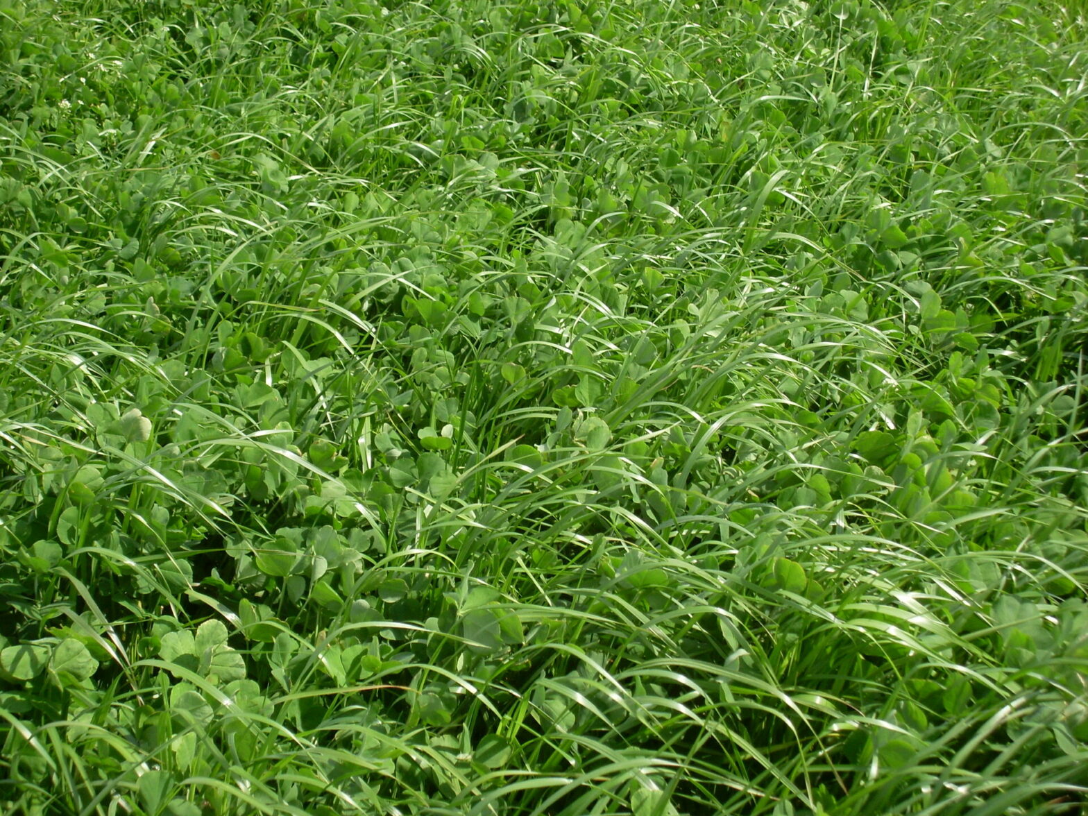 Sursemis de trèfle dans du raygrass en Vendée.