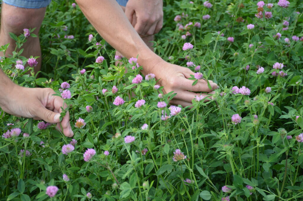 trefle-violet-semence-fleur-vendee