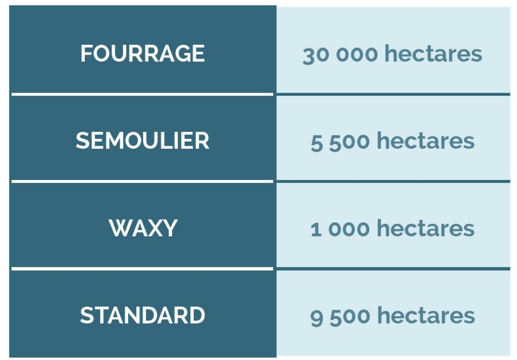 type-mais-ferme-cavac-récolte-2023